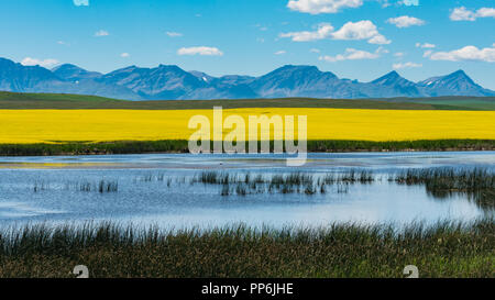 Lo splendido paesaggio di terreni coltivati nelle colline di Alberta in Canada, con montagne, campi di canola, e le praterie umide. Foto Stock