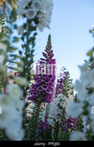 Bellissimi fiori di Lupin nella luce del sole Foto Stock
