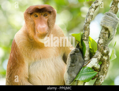 Ritratto di un elemento a proboscide monkey visto dal lato anteriore in appoggio in una struttura ad albero Foto Stock