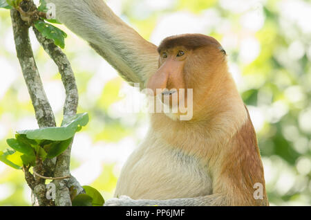 Ritratto di un elemento a proboscide monkey visto dal lato appeso a un albero Foto Stock