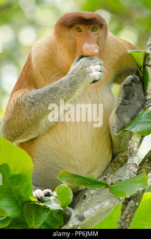 Proboscide monkey visto dalla parte anteriore di mangiare e di seduta in una struttura ad albero Foto Stock