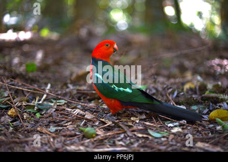 Bella re parrot in posa nella foresta pluviale Foto Stock
