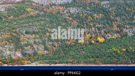 Autunno norvegese foresta mista crescente sulla montagna litoranea, panoramica naturale texture di sfondo Foto Stock