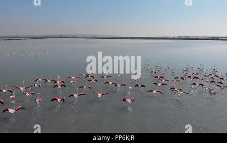 La fotografia aerea di fenicotteri in piedi in acqua di lago. Belli uccelli con brillante colorazione rosa e nero i colori. Giornata di sole. Torrevieja. Costa Blan Foto Stock