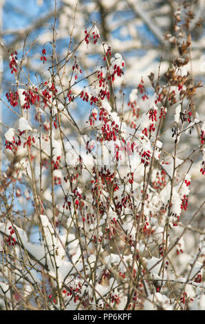 Luminose rosse bacche di Crespino sulla coperta di neve rami bianco contro il cielo blu in inverno Foto Stock