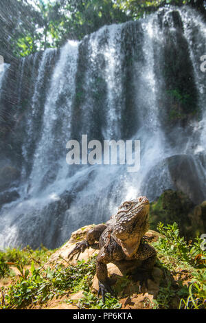 Iguana nella foresta accanto ad una caduta dell'acqua. Nome scientifico: Cyclura nubila, cubana rock iguana , noto anche come il suolo cubano iguana. In cascata a l Foto Stock