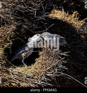 Socievole uccello weaver costruire un nido con guida dal suo compagno, il Parco Nazionale di Etosha, Namibia Foto Stock