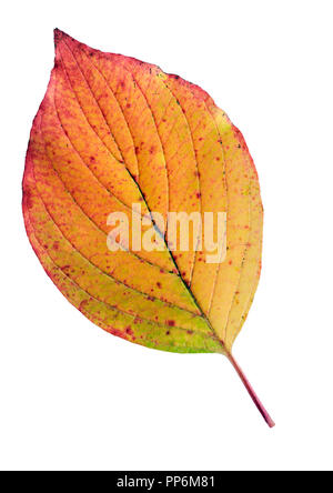 Siberian sanguinello (Cornus alba) foglie in autunno i colori. Isolato su sfondo bianco. Foto Stock