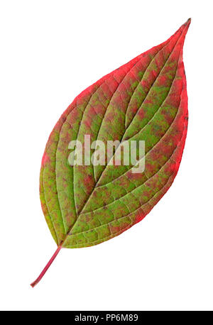 Siberian sanguinello (Cornus alba) foglie in autunno i colori. Isolato su sfondo bianco. Foto Stock