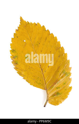 Foglia di olmo autunno isolato su sfondo bianco Foto Stock