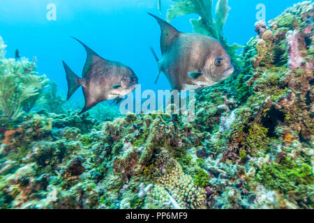 Atlantic spadefish,Chaetodipterus faber è una specie di pesci marini appartenenti alla famiglia Ephippidae Foto Stock