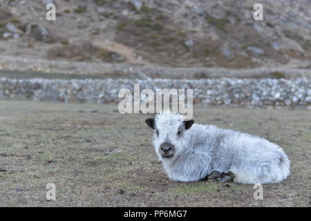 Un bambino yak nel bel mezzo del nulla. Regione himalayana, Nepal Foto Stock