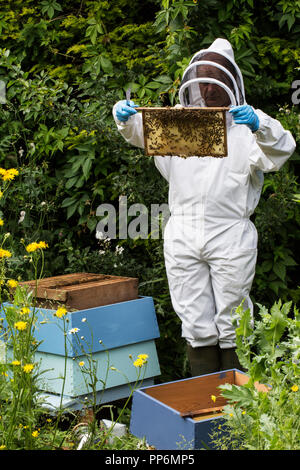 Beekeper indossare tuta protettiva sul lavoro, ispezione di alveare in legno. Foto Stock