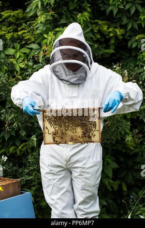 Beekeper indossare tuta protettiva sul lavoro, ispezione di alveare in legno. Foto Stock