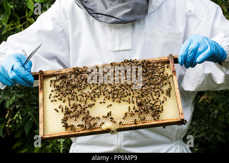 Beekeper indossare tuta protettiva sul lavoro, ispezione di alveare in legno. Foto Stock