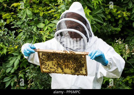 Beekeper indossare tuta protettiva sul lavoro, ispezione di alveare in legno. Foto Stock