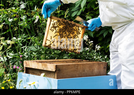 Beekeper indossare tuta protettiva sul lavoro, ispezione di alveare in legno. Foto Stock