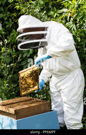 Beekeper indossare tuta protettiva sul lavoro, ispezione di alveare in legno. Foto Stock