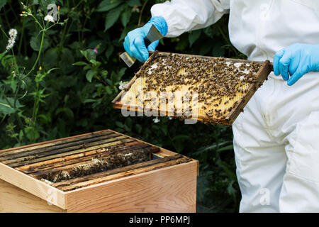 Beekeper indossare tuta protettiva sul lavoro, ispezione di alveare in legno. Foto Stock