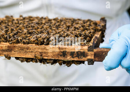 Beekeper indossare tuta protettiva sul lavoro, ispezione di alveare in legno. Foto Stock