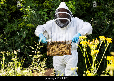 Beekeper indossare tuta protettiva sul lavoro, ispezione di alveare in legno. Foto Stock