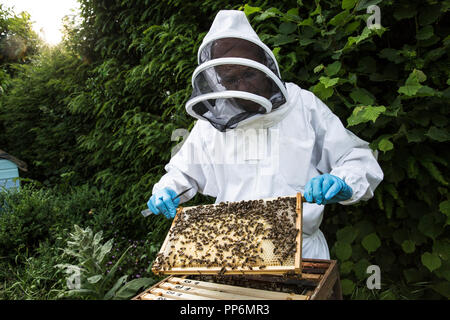 Beekeper indossare tuta protettiva sul lavoro, ispezione di alveare in legno. Foto Stock