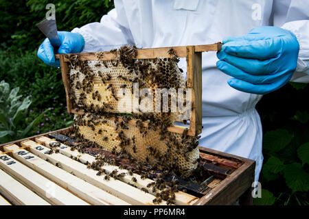 Beekeper indossare tuta protettiva sul lavoro, ispezione di alveare in legno. Foto Stock