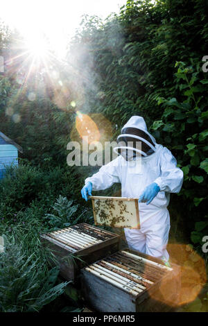 Beekeper indossare tuta protettiva sul lavoro, ispezione di alveare in legno. Foto Stock