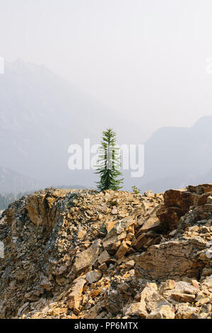 Un unico albero di pino in cima a una montagna sulla Pacific Crest Trail, vicino Tagliagole Pass, North Cascades, Washington Foto Stock