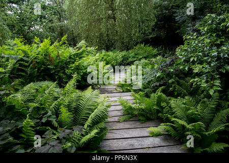 Gli alberi di salice e fern crescere intorno al legno curvo boardwalk in un giardino. Foto Stock