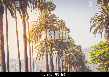 Palms ov Beverly Hills in golden la luce del tramonto Foto Stock