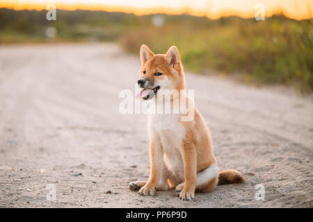 Bellissima femmina rosso giovane Shiba Inu Puppy Dog sitter Outdoor in sabbia strada di campagna. Foto Stock