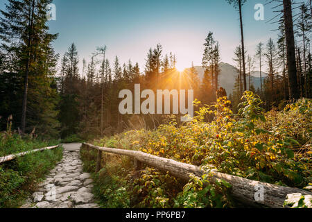 Parco nazionale dei Alti Tatra, Polonia. Sunrise sopra sentieri estivi Monti Tatra paesaggio. Sole di mattina al sole con la luce del sole attraverso gli alberi in Tatr Foto Stock