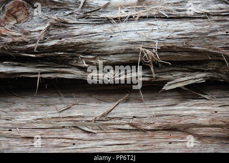Marciume log in legno con fibre di legno appeso al lato, materie prime. Foto Stock