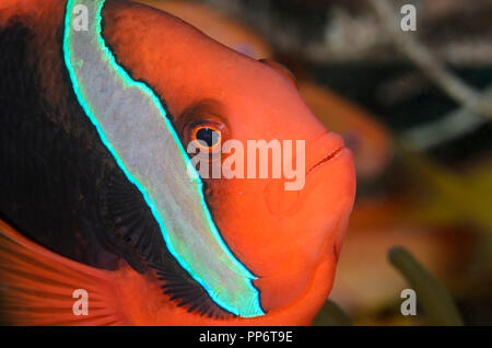 Femmina anemonefish pomodoro, Amphprion frenatus, Puerto Galera, Oriental Mindoro, Filippine, Pacific Foto Stock