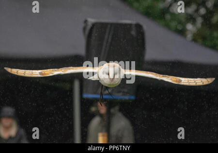 Barbagianni sotto la pioggia Foto Stock