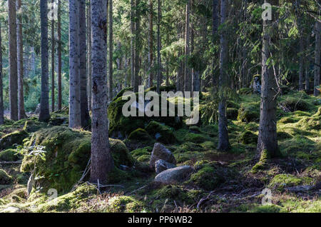 Nel profondo di una mossy vecchia foresta con rocce mossgrown Foto Stock
