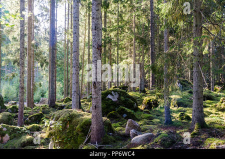 Bellissimo luminoso albero di abete foresta con massa mossgrown Foto Stock