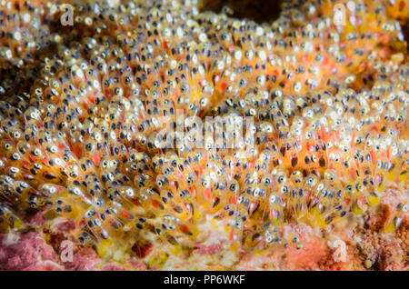 Clark anemonefish uova, Amphiprion clarkii, la verde isola, Batangas, Filippine, Pacific Foto Stock