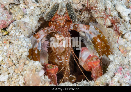 Di Lisa canocchia, Lysiosquillina lisa, la verde isola, Batangas, Filippine, Pacific Foto Stock