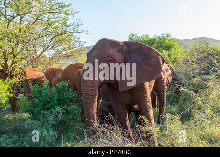 Un elefante di piombo rende il suo modo attraverso il South African bush con un allevamento in seguito alle spalle. Foto Stock