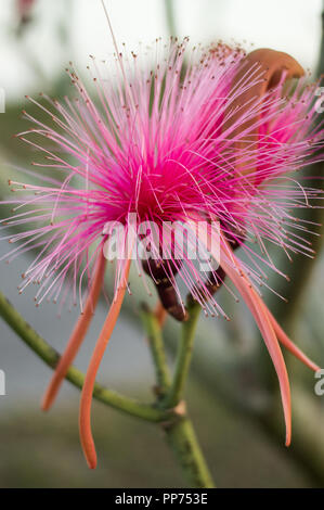 Pseudobombax ellittico, albero di Bush di rasatura rosa da Yucatan, Messico Foto Stock