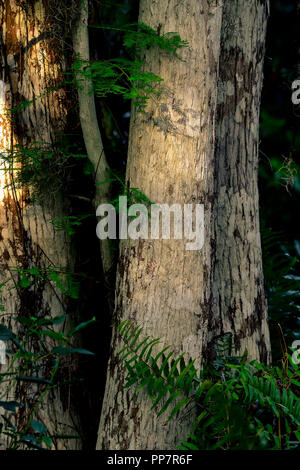 Alberi di cipresso palude del nord habitat Everglades, parte della Florida Loxahatchee National Wildlife Refuge Foto Stock