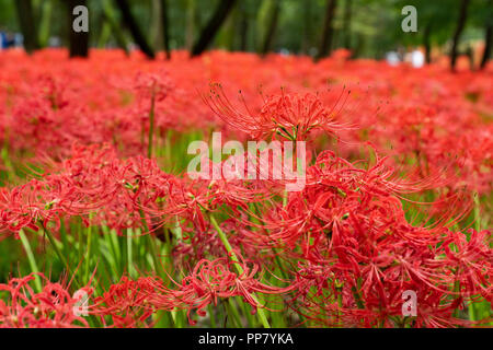 Kinchakuda, Hidaka City, nella prefettura di Saitama, Giappone Foto Stock