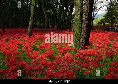 Kinchakuda, Hidaka City, nella prefettura di Saitama, Giappone Foto Stock