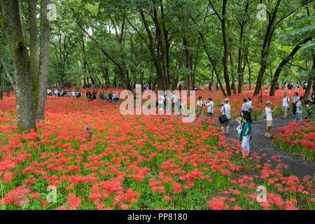 Kinchakuda, Hidaka City, nella prefettura di Saitama, Giappone Foto Stock