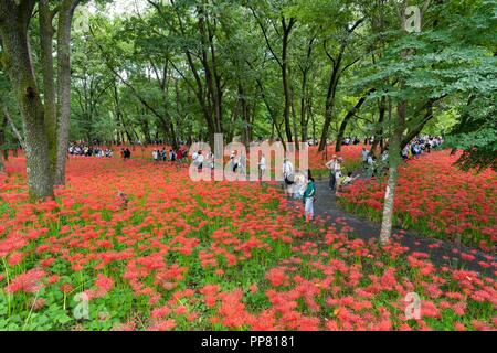 Kinchakuda, Hidaka City, nella prefettura di Saitama, Giappone Foto Stock