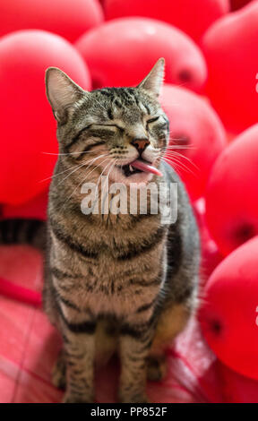 Gatto divertente Tabby con la lingua fuori Foto Stock