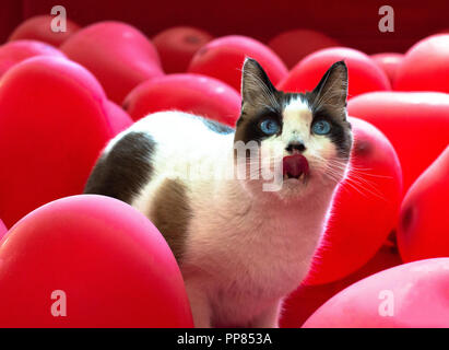 Escursioni con le racchette da neve bianco gatto con gli occhi blu bloccato la sua lingua, circondato con rosso, a forma di cuore palloncini. Foto Stock