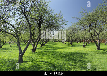 Giornata di sole nel giardino delle mele in primavera, Kolomenskoe, Mosca, Russia Foto Stock